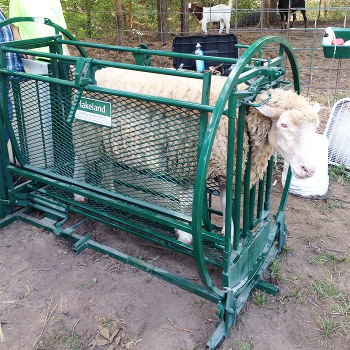 Sheep Handling Chute