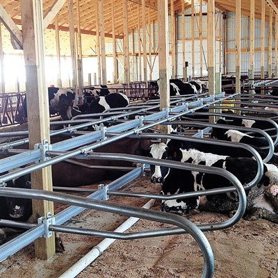 Prekybinių karvių prekystalių ekonominė nauda: geresnis gamybos našumas ir il...